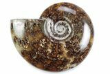 Polished Ammonite (Cleoniceras) Fossil - Madagascar #364975-1